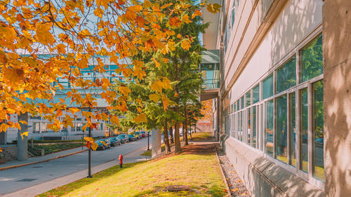 Street amidst trees and buildings during autumn