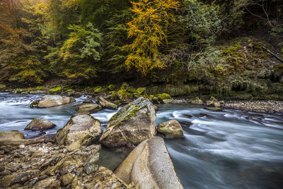 Scenic view of waterfall in forest