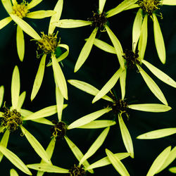 Close-up of butterfly on plant