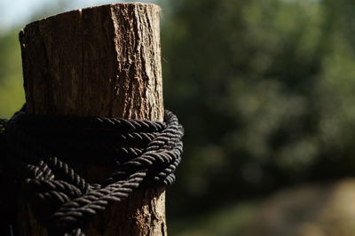 Close-up of rope tied to wooden post
