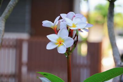 Close-up of white flowering plant