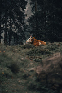 Dog in a forest