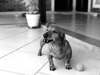 Dog looking away while sitting on tiled floor