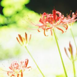 Close-up of flowering plant