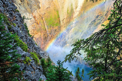 Scenic view of rainbow over trees in forest