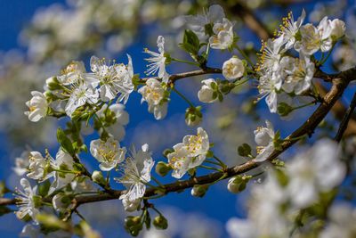 Close-up of cherry blossoms on tree