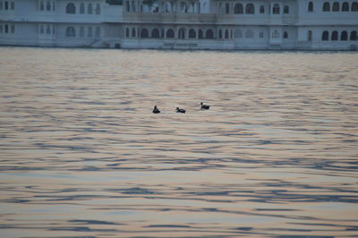 Swans swimming in water