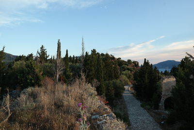 Plants and trees against sky