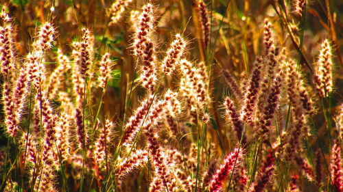 Close-up of purple flowers blooming in field