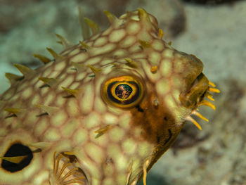 Close-up of fish swimming in sea