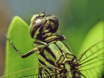 Close-up of dragonfly