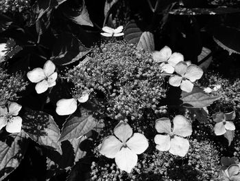 High angle view of flowering plant