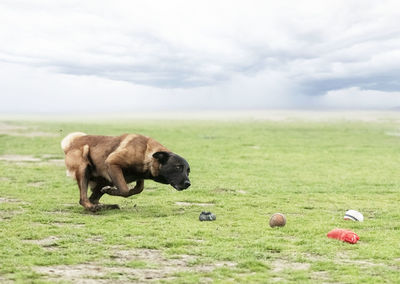 Dog on grassy field