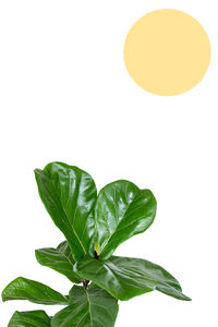 Close-up of fresh green leaves against white background