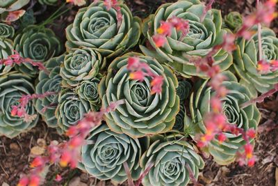 Directly above shot of succulent plants