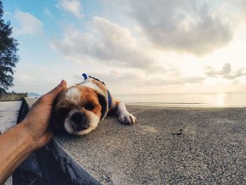 View of dog on beach