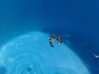 Close-up of insect on sea