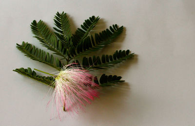 High angle view of pink mimosa flower and twig on table