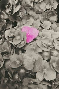 Close-up of pink flower