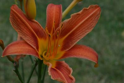 Close-up of day lily