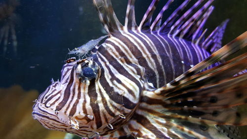 Close-up of lionfish swimming in water