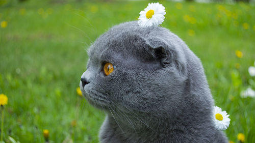 Close-up of a cat looking away