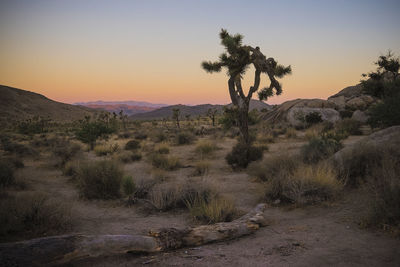 Scenic view of landscape against sky during sunset