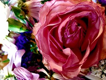 Close-up of multi colored flowers