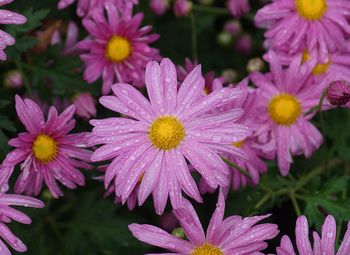 Close-up of flowers blooming outdoors