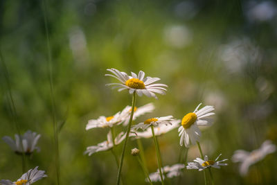 Close-up of white flowering plant