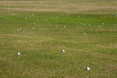 High angle view of golf ball on grass