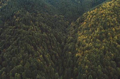 Pine trees in forest