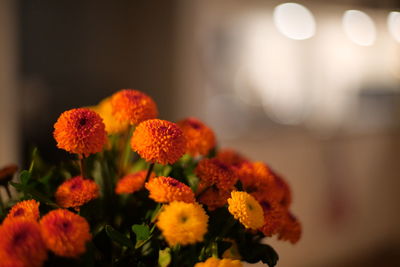 Close-up of orange marigold flowers