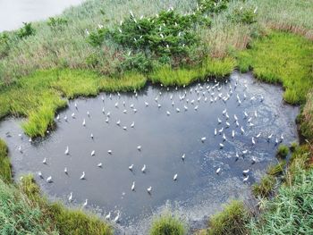 High angle view of birds on land