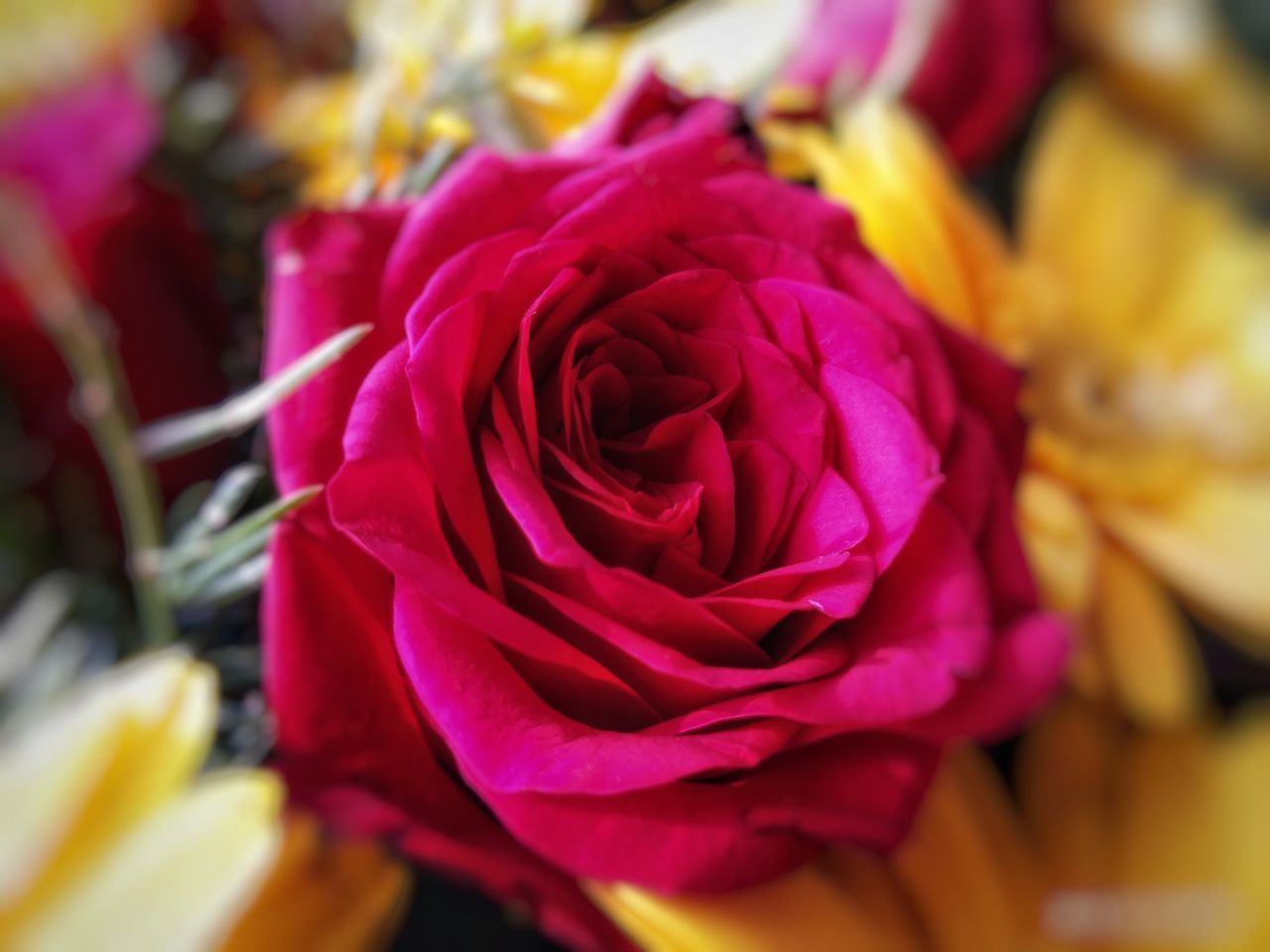 CLOSE-UP OF ROSE FLOWER