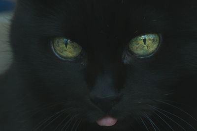 Close-up portrait of black cat