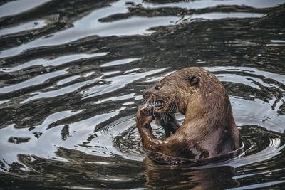 Hungry otter