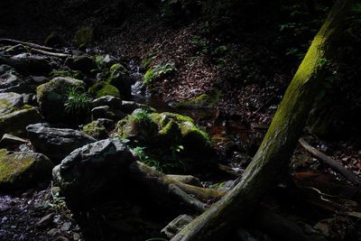 Close-up of moss growing on rock