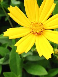 Close-up of yellow flower blooming outdoors