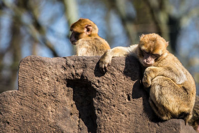Close-up of monkey infants on rock