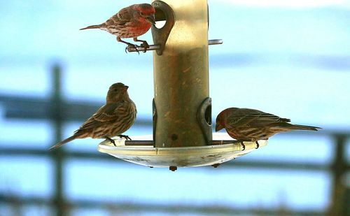 Bird perching on feeder