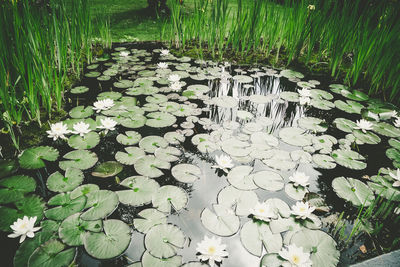 Water lily in lake