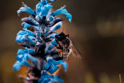 Close-up of insect on blue flower