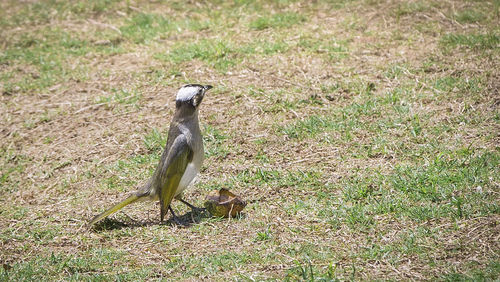 View of bird on field