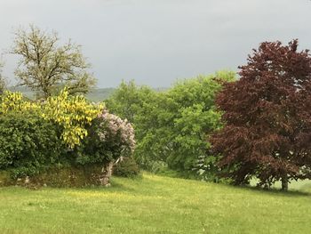 Scenic view of flowering trees on field against sky