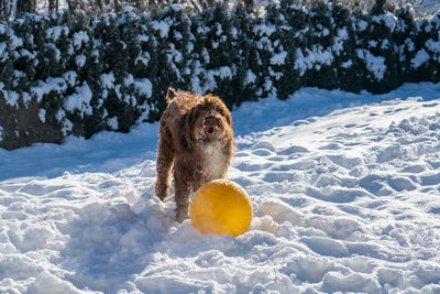 View of a dog ball in snow