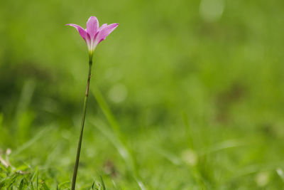 Close-up of pink flowering plant on field