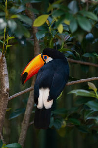 Close-up of bird perching on tree