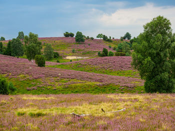 Scenic view of trees on field against sky