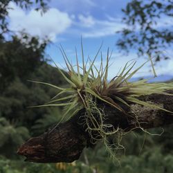 Close-up of plant against sky